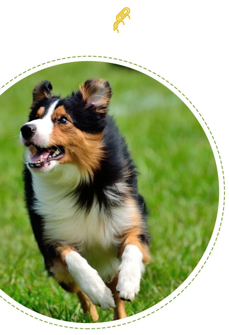 Double-Ring Dental Rope Toy – The Ultimate Teeth-Cleaning Chew!