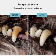 Professional Pet Dental Scraper – Stainless Steel Tartar Remover